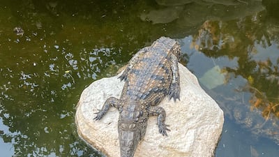 Crocodiles at Tunisia's Djerba Explore Park, the largest such facility in North Africa and the Mediterranean basin. Ghaya Ben Mbarek / The National