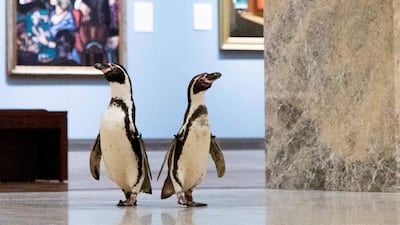 With both museum and zoo closed due to the pandemic, the two institutions teamed up to give the flightless birds a cultural field trip. Media Services photographer / Gabe Hopkins
