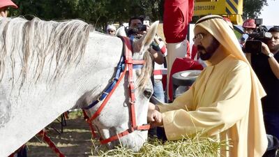 Sheikh Mohammed pets one of the race horses at the UAE President's Cup. WAM