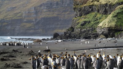 Penguins on Possession Island, part of the French Austral Lands and Seas, which have been classified as a Unesco World Heritage Site. AFP