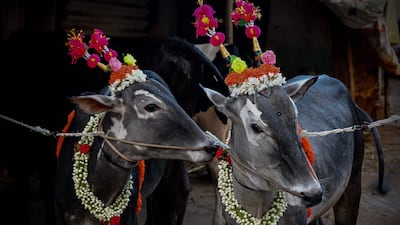 Cattle are decorated and paraded through villages as part of a traditional practice believed to bring good fortune to the families who own them, on the occasion of Makar Sankranti in Bangalore. AFP