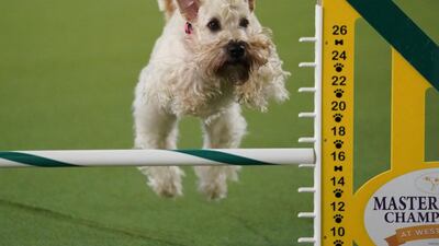 Strong clearance: a dog competes in the 6th Annual Masters Agility Championship as the The American Kennel Club and Westminster Kennel Club present Meet & Compete on February 9, 2019, at Piers 92 and 94 in New York. Photo: AFP