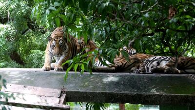 Tigers rest at Kamla Nehru Zoo in Indore. EPA