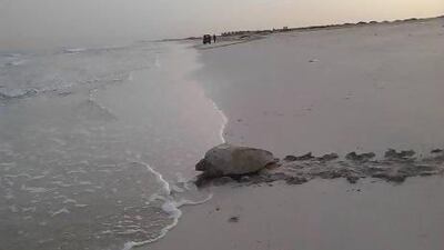 The mother Hawksbill turtle on her way back to sea after laying eggs on Saadiyat beachfront yesterday. She is the first sea turtle to nest on the island at the start of the season. Photo Courtesy Tourism Development Investment Company