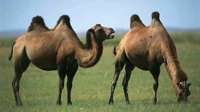 The Dubai and Iran breeding programme hopes to boost the population of the Bactrian camel in Iran.