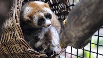 On average, there are less than 10 slow lorises born at zoological facilities world-wide every year. Chris Whiteoak / The National