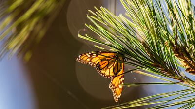 A butterfly is illuminated by the late-morning sun at Monarch Grove Sanctuary in Pacific Grove, California. AP
