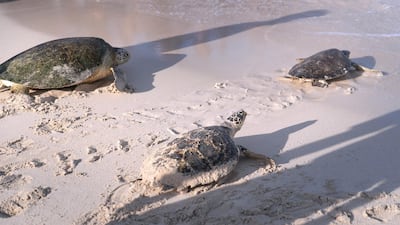 Turtles released into the sea by Dubai Turtle Rehabilitation Project in Dubai. Reem Mohammed / The National