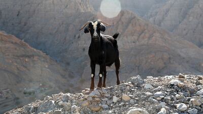 Arabian tahr. Pawan Singh / The National