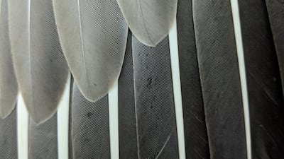 Graylag goose. India currently has about 1,300 types of birds.