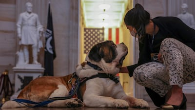 Valerie Chicola, a staffer on Capitol Hill pets Officer Clarence, a Saint Bernard from the Greenfield, Massachusetts police department. Reuters