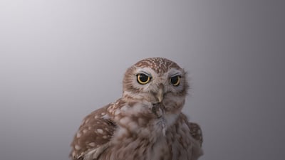 Bansal (UAE Wildlife).