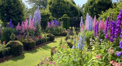 A handout image received from Buckingham Palace chosen by Britain's Prince Charles, shows delphinium plants. AFP PHOTO / Highgrove Enterprises