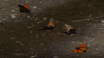 Monarchs rest on the ground. AFP