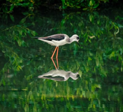 Highly commended: Mangrove Mirrors, by Qasim Ahmad Alsayegh
