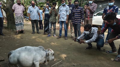 TOPSHOT - People take pictures of a dwarf cow named Rani, whose owners applied to the Guinness Book of Records claiming it to be the smallest cow in the world, at a cattle farm in Charigram, about 25 km from Savar on July 6, 2021. (Photo by Munir Uz zaman / AFP)