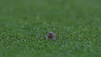 A mouse on the pitch. Reuters / Andrew Yates