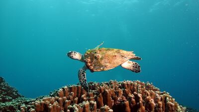 Hawksbill sea turtle (Eretmochelys imbricata).