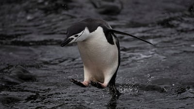 A chinstrap penguin jumps into the water at Snow Island, Antarctica. REUTERS