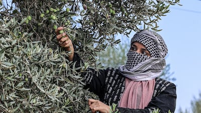 A Palestinian harvests olives in Khan Younis, southern Gaza. Supplies have dwindled since Israel launched its war on the enclave a year ago. AFP