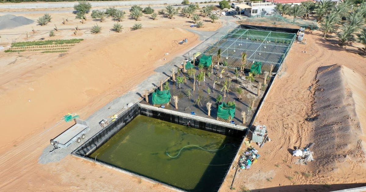 Emirati Inventor Patents Water-Saving Agroponic System