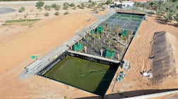 Mohamed Al Nuaimi's agroponic system is being used to rear fish and grow crops in Sharjah. Photo: Mohamed Al Nuaimi