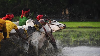 Indian farmers try to control the bulls at the starting line. Dibyangshu Sarkar / AFP