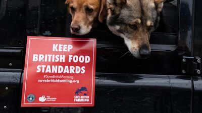 Farm dogs Rudy (L) and Gus sit in a Land Rover next to a sign that reads 'Keep British Food Standards' during a demonstration outside the Houses of Parliament on October 12, in London. Dan Kitwood/Getty Images