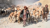 Afghan shepherds walk with their flock in the mountainous Argo district of Badakhshan province. AFP
