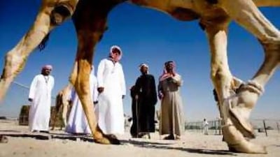 Judges assess contestants during one of the camel beauty contests yesterday.