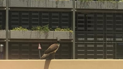 Two peafowl were seen on the loose near Sheikh Zayed Road on Wednesday. Dana Moukhallati / The National