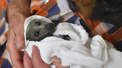 A rescued grey-headed flying-fox at her home in Tuross Head, south of Sydney, Australia. EPA
