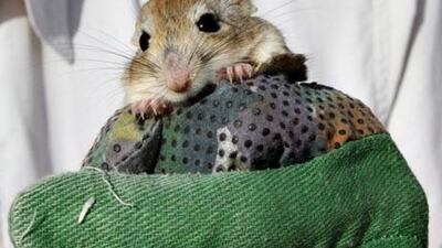 The Sundevall's jird was caught three nights in a row.