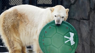A polar bear plays with his Christmas toy at the Como Park Zoo, in St. Paul, Minn. AP