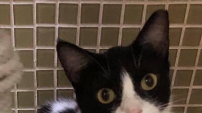 Suzy is a friendly girl who was found very sick with flu last summer in a feeding colony. She has now recovered and is looking for her forever home. She is a gentle girl who is good with other nice cats. Suzy is around 2 years old and is spayed, microchipped and fully vaccinated. For more information on adoption, visit Jackie’s Cats UAE on Facebook or WhatsApp 050 667 4220 or email jac.covill@gmail.com