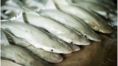 Many sharks, including these, are sold for food, but others are killed for their fins alone.