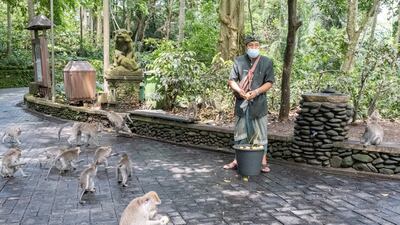 A man feeds macaques at Ubud Monkey Forest in Bali. EPA