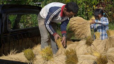 Indonesia’s government has cut its estimates for unmilled rice output to 73 million metric tonnes this year, compared to 71.29 million in 2013, but industry sources said this was still an ambitious prediction. Agung Parameswara / Getty Images