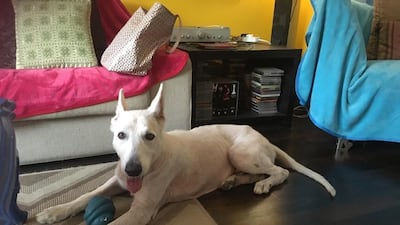 Waseem, a Swiss Shepherd, was found abandoned in Ajman with burns on his elblows from the hot asphalt. Courtesy Shepherd Rescue Arabia