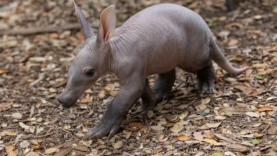 For the first time in almost 40 years, an aardvark pup has been born at the San Diego Zoo in California. San Diego Zoo Wildlife Alliance / AP