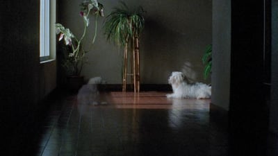 Lucky won the Palm Dog award at Cannes in 2015. Courtesy of Arabian Nights