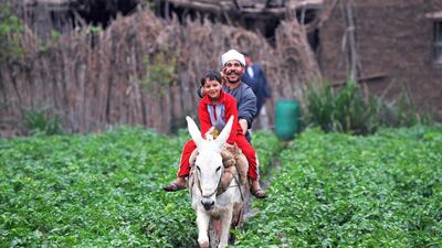 An Egyptian boy rides a donkey in the village of Shamma in the Egyptian Nile Delta province of al-Minufiyah. Mohamed El Shahed / AFP