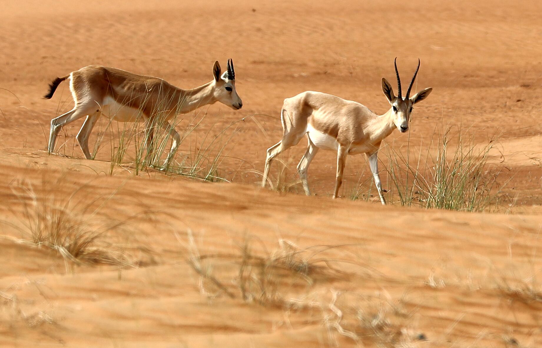 Solving the mystery of the UAE's largest bird of prey | The National