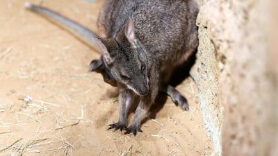 A wallaby in The Walkabout at The Green Planet, Dubai. Chris Whiteoak / The National