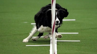 Border collie Stella working her side step. Photo: AP