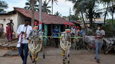 Villagers march along with their cattle through a village in Bangalore. AFP