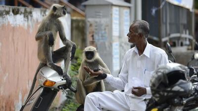 Aman feeds peanuts to monkeys along a busy street in Ahmedabad. Feeding animals is sacred in Hindu society. Sam Panthaky / AFP