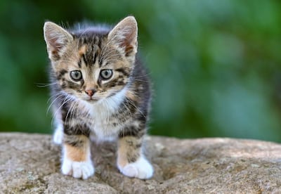 The toxics from cigarette smoke can harm your pet and live in their fur for a long time. Getty Images