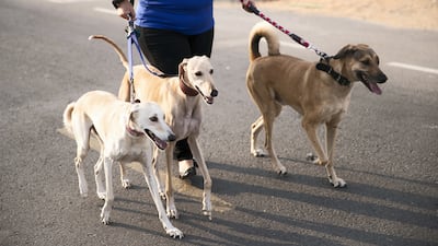 Dog walking is the best-paid side hustle by average hourly wage, according to e-learning platform Preply. Reem Mohammed / The National