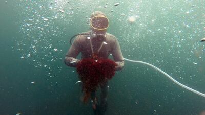 ‘There are more and more divers and less and less red seaweed,’ Mr Lemkhanter sighed as he worked on a beach in El Jadida, about 100 kilometres south-west of Casablanca. Fadel Senna/AFP Photo